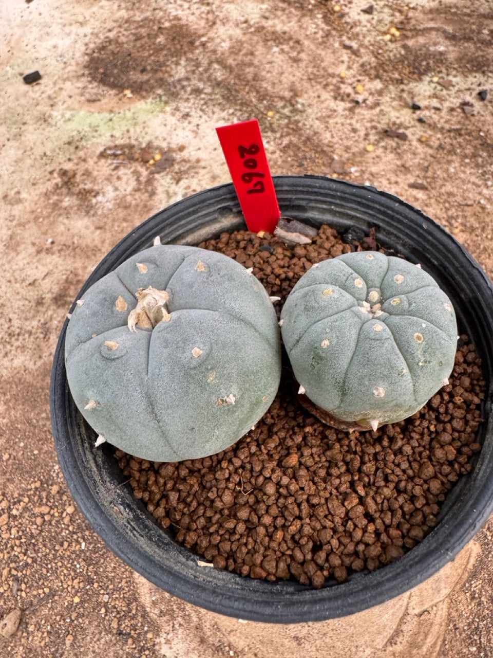 Lophophora williamsii – Peyote Cactus (4-5 cm, Own Root)