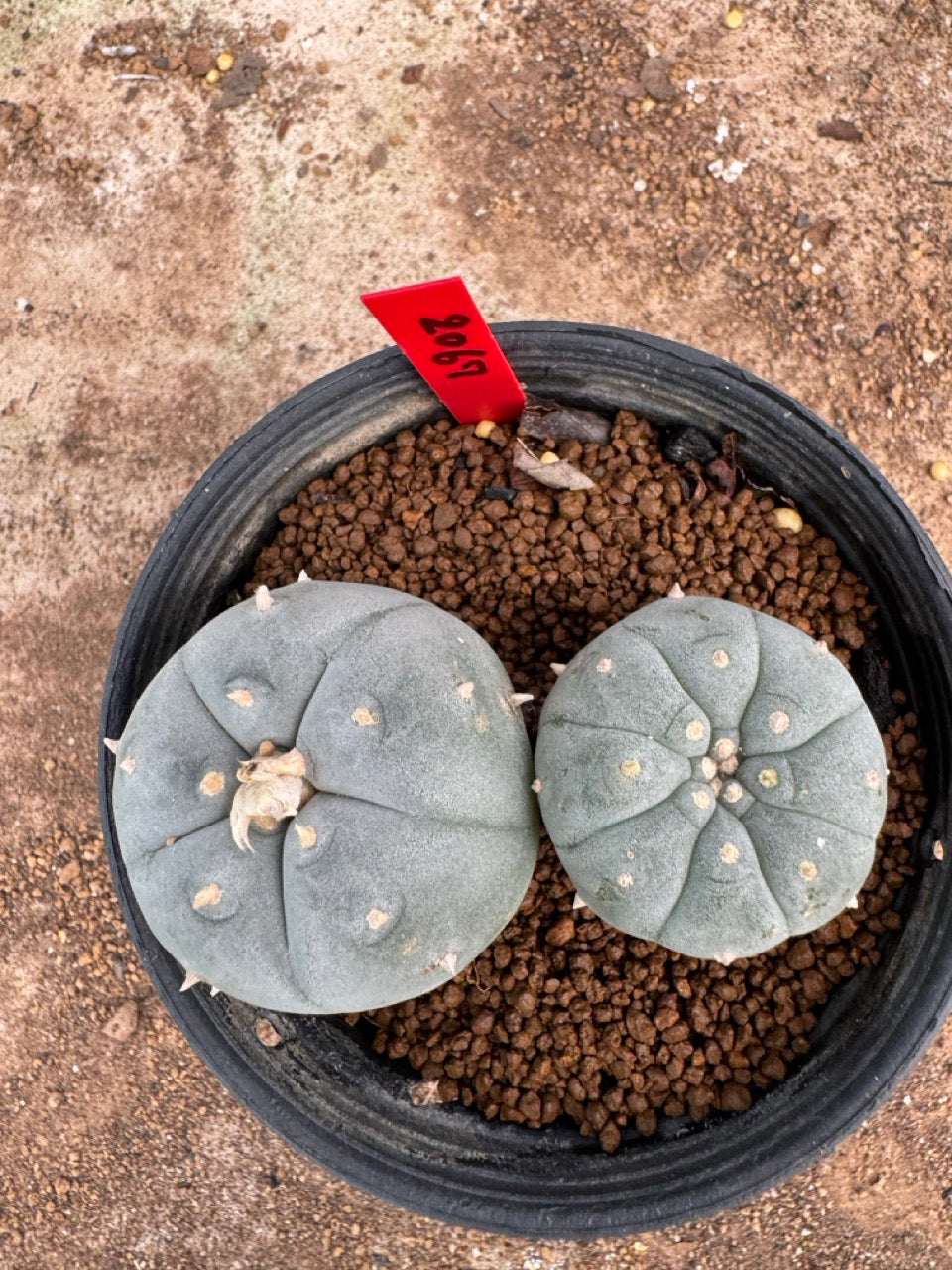 Lophophora williamsii – Peyote Cactus (4-5 cm, Own Root)