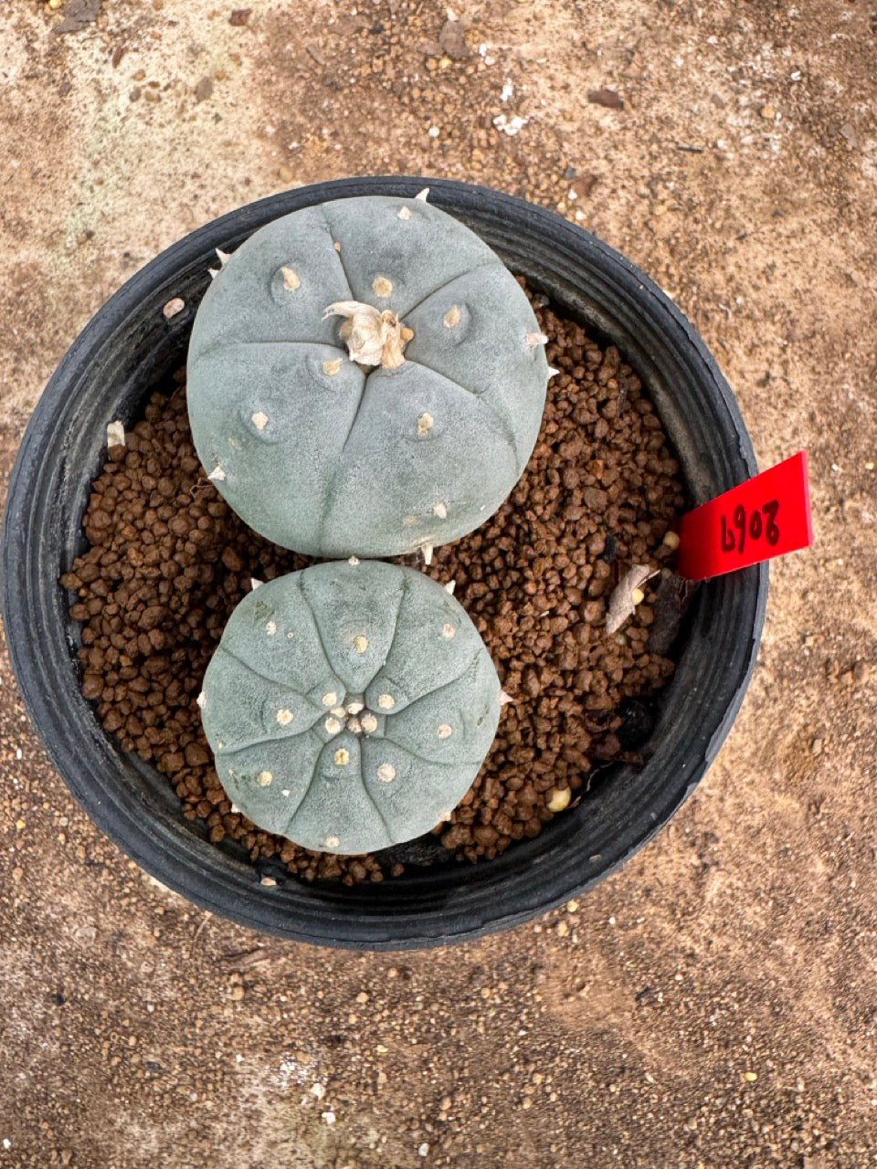 Lophophora williamsii – Peyote Cactus (4-5 cm, Own Root)