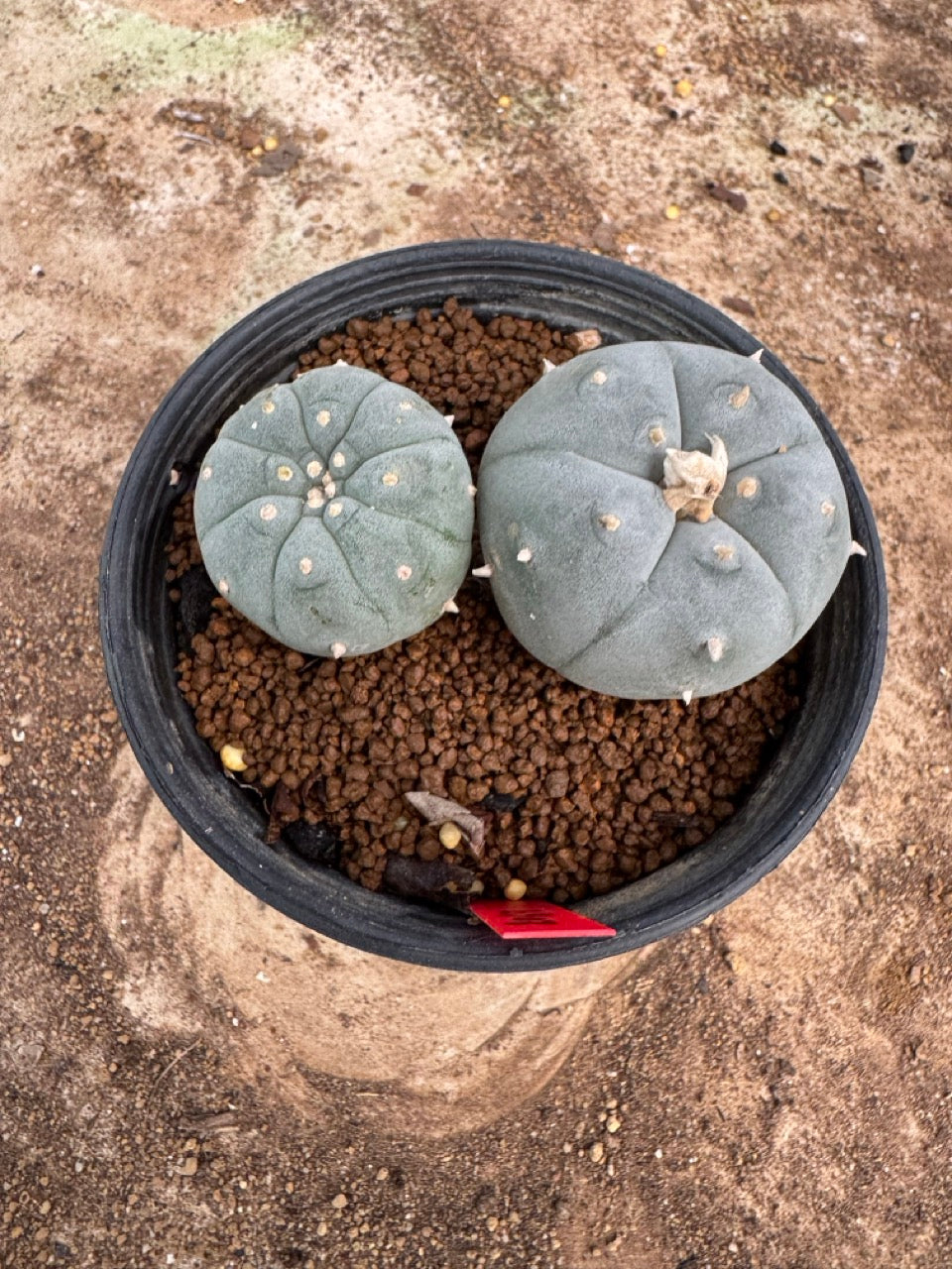 Lophophora williamsii – Peyote Cactus (4-5 cm, Own Root)