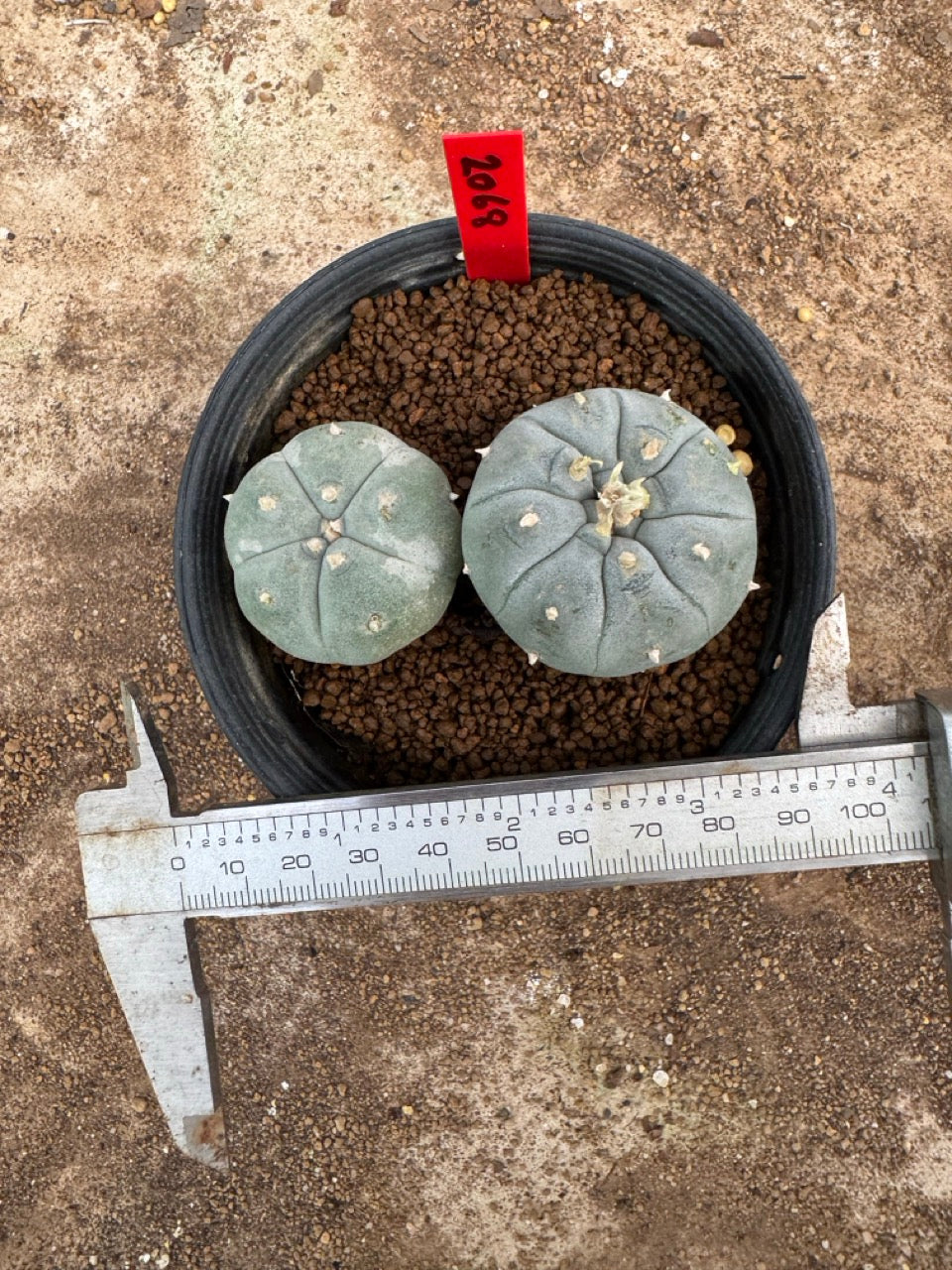 Lophophora williamsii – Peyote Cactus (4-5 cm, Own Root)
