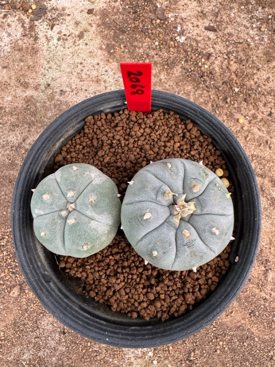 Lophophora williamsii – Peyote Cactus (4-5 cm, Own Root)