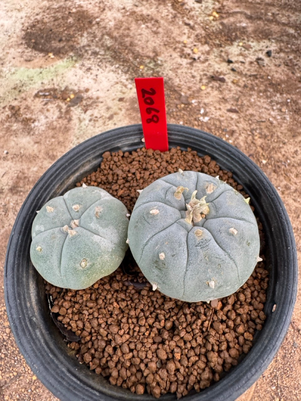Lophophora williamsii – Peyote Cactus (4-5 cm, Own Root)