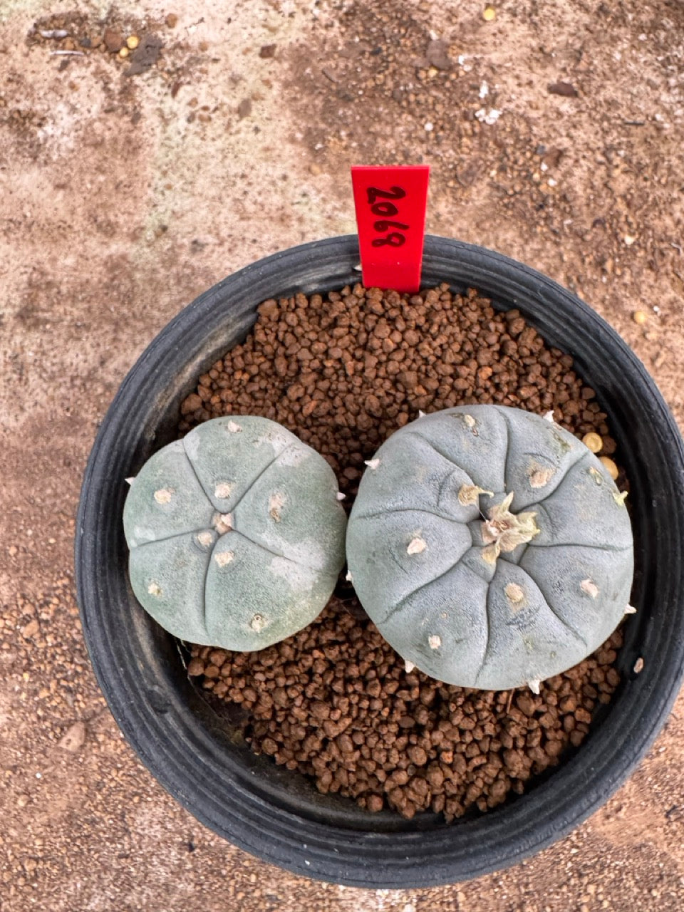 Lophophora williamsii – Peyote Cactus (4-5 cm, Own Root)