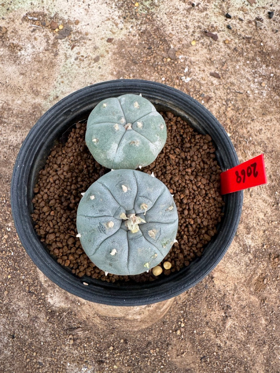 Lophophora williamsii – Peyote Cactus (4-5 cm, Own Root)