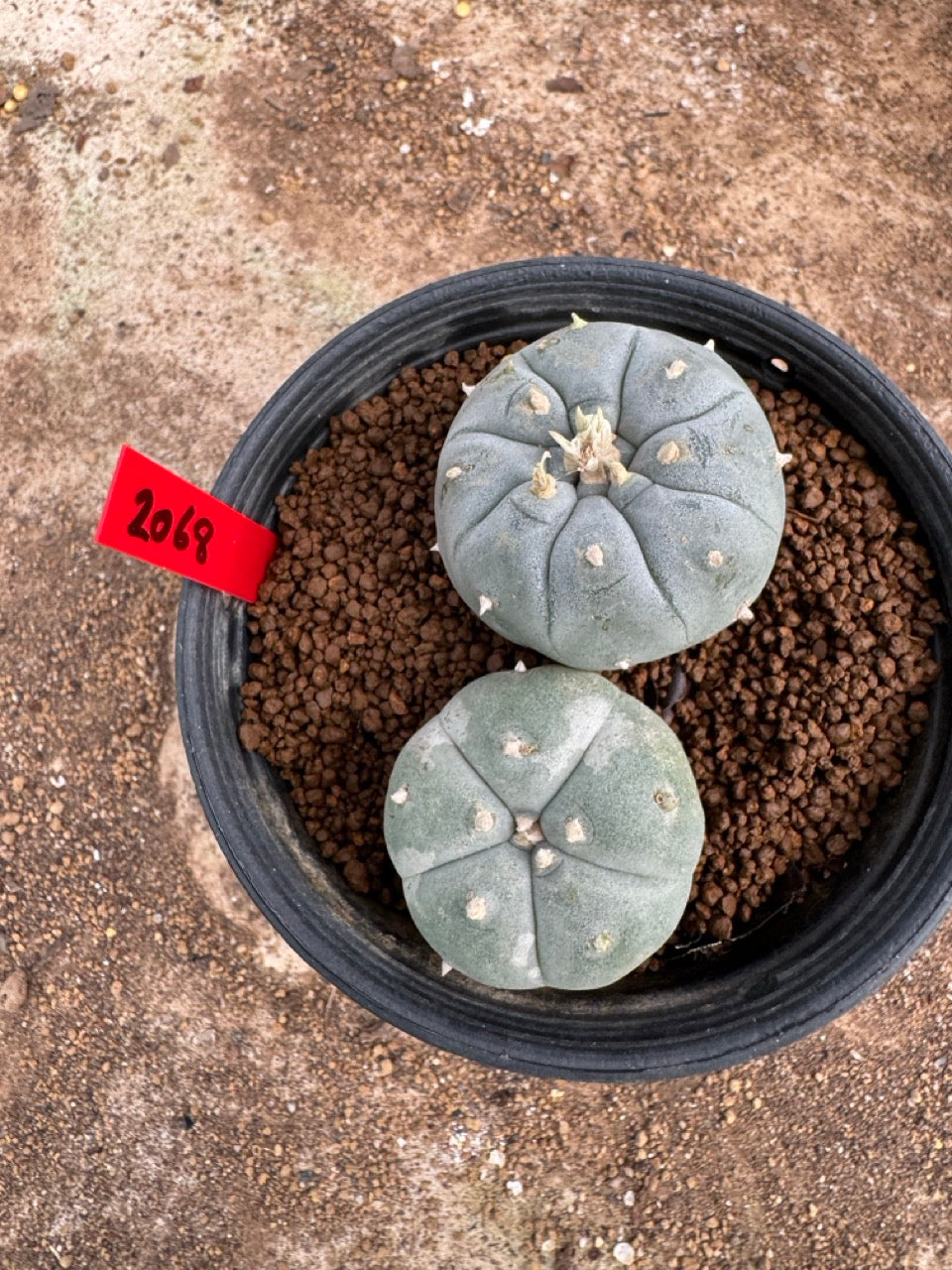 Lophophora williamsii – Peyote Cactus (4-5 cm, Own Root)
