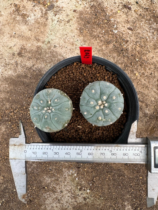 Lophophora williamsii – Peyote Cactus (4-5 cm, Own Root)