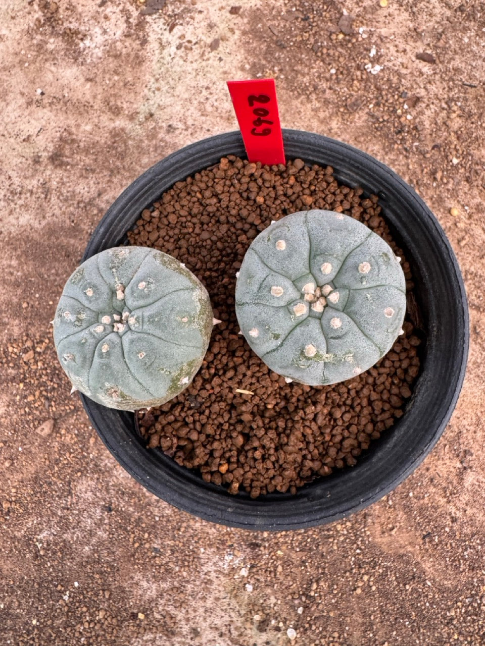 Lophophora williamsii – Peyote Cactus (4-5 cm, Own Root)