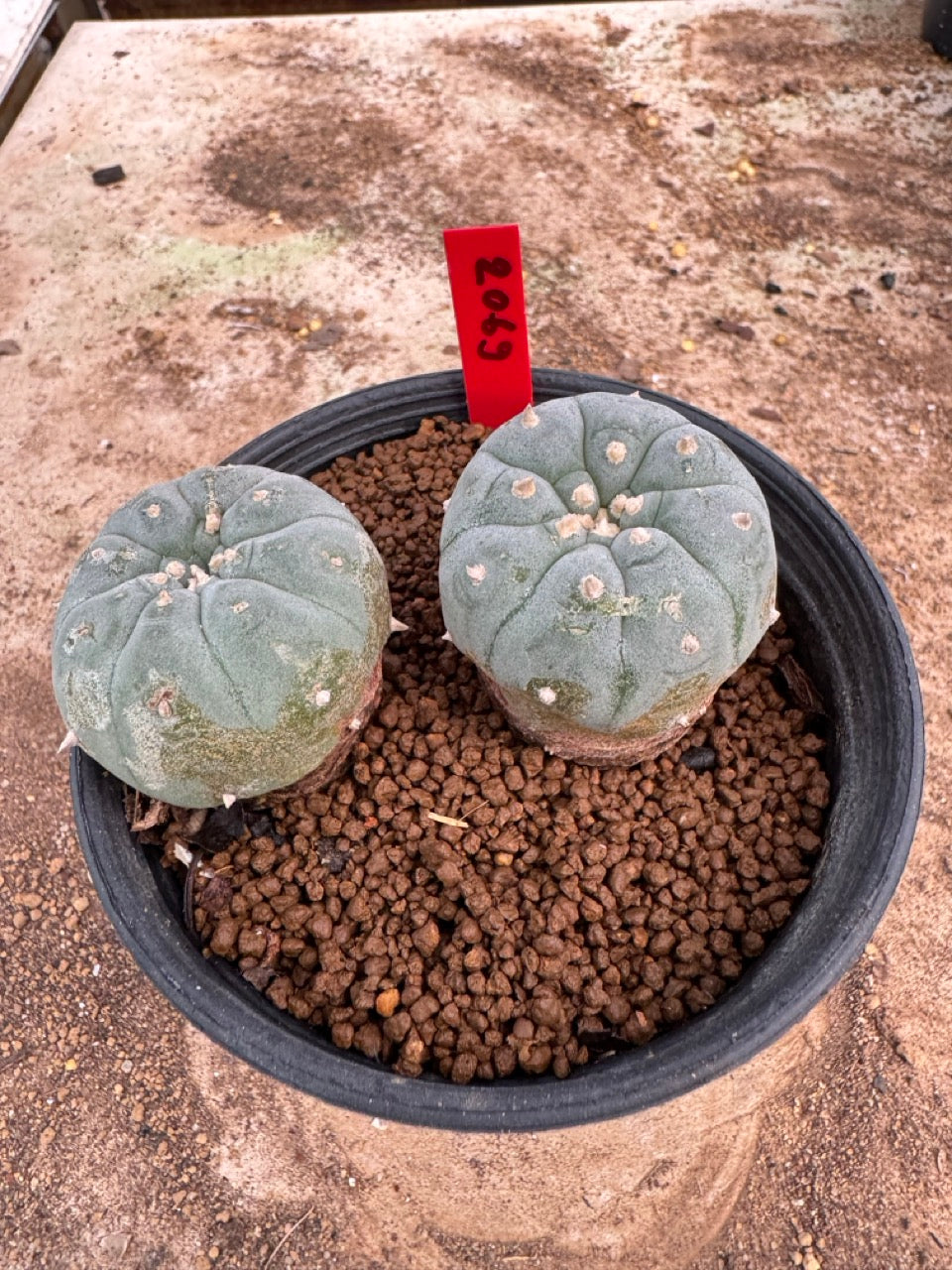 Lophophora williamsii – Peyote Cactus (4-5 cm, Own Root)