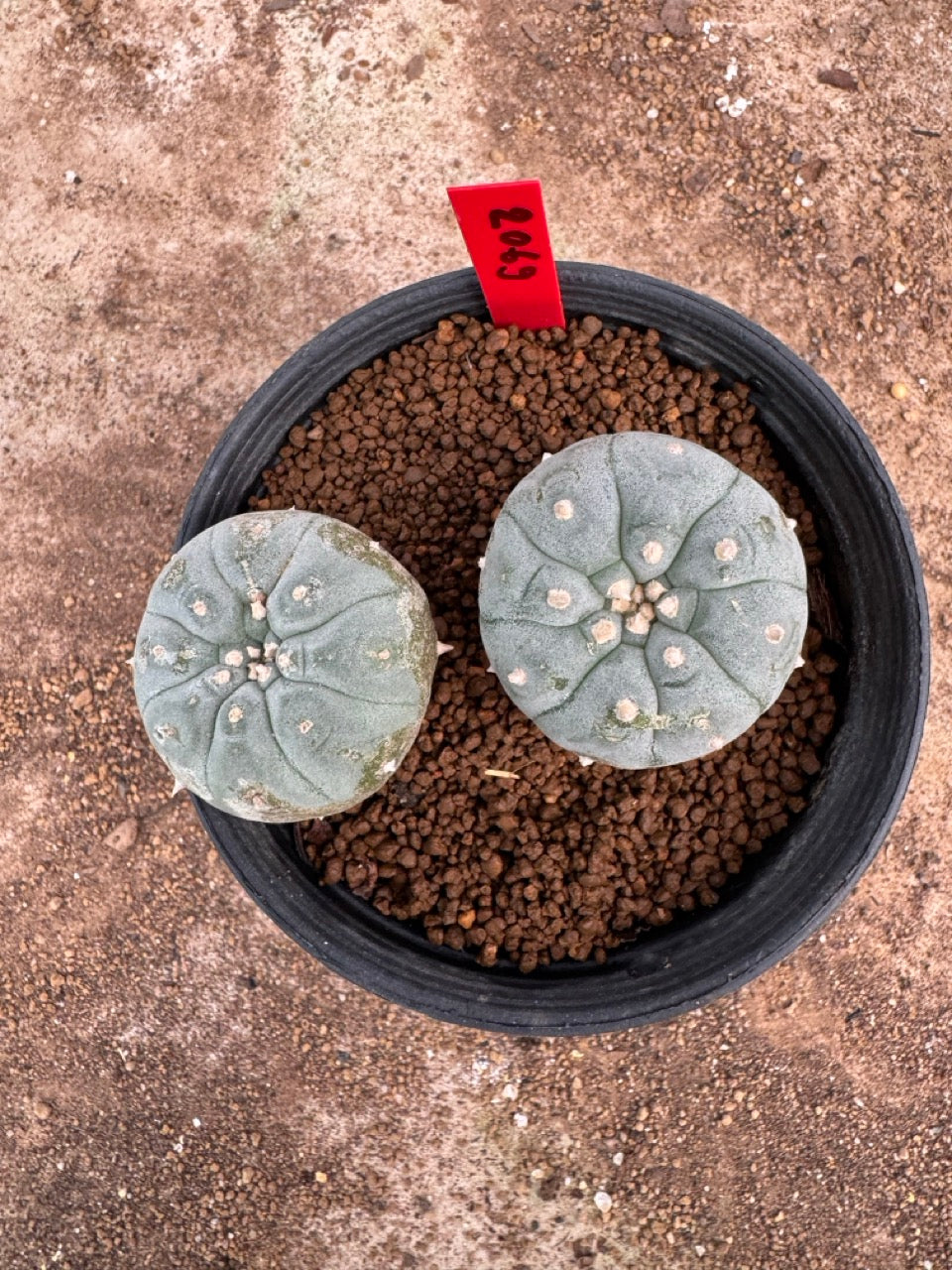 Lophophora williamsii – Peyote Cactus (4-5 cm, Own Root)