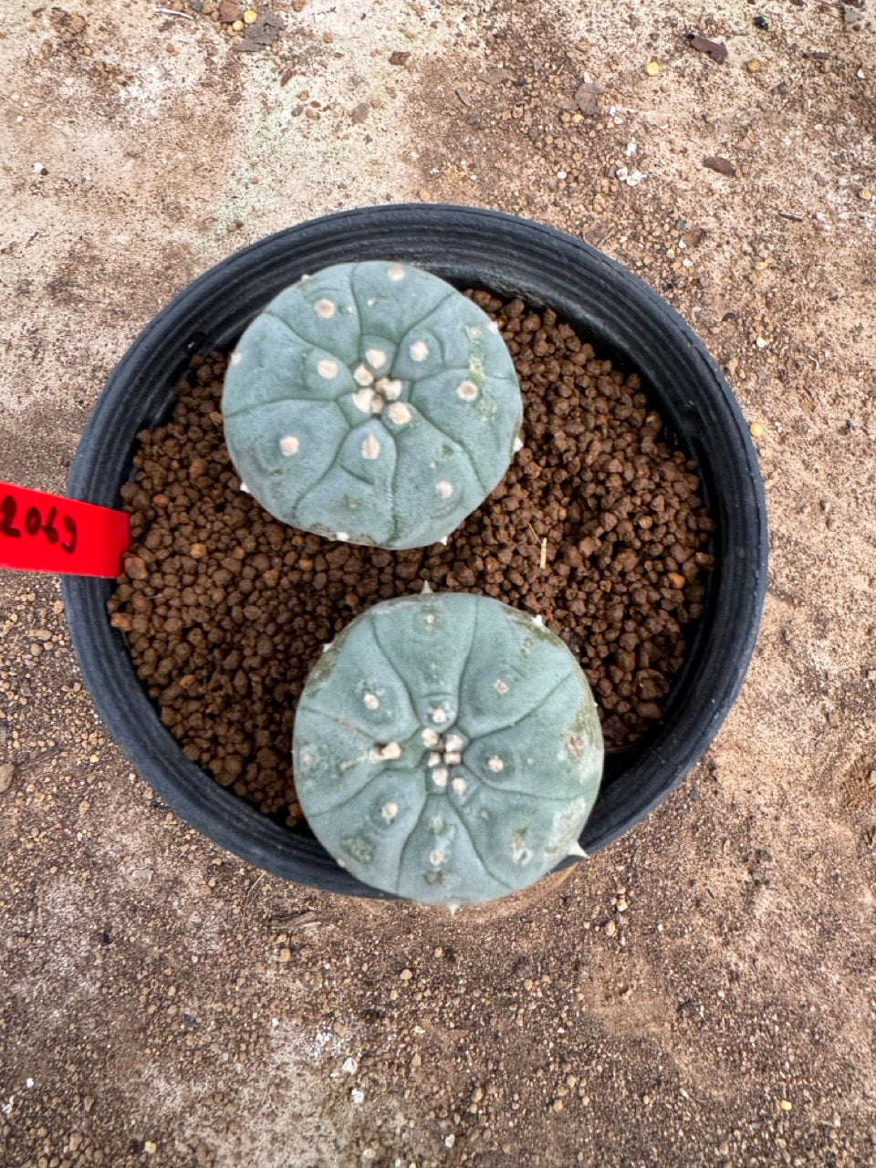 Lophophora williamsii – Peyote Cactus (4-5 cm, Own Root)