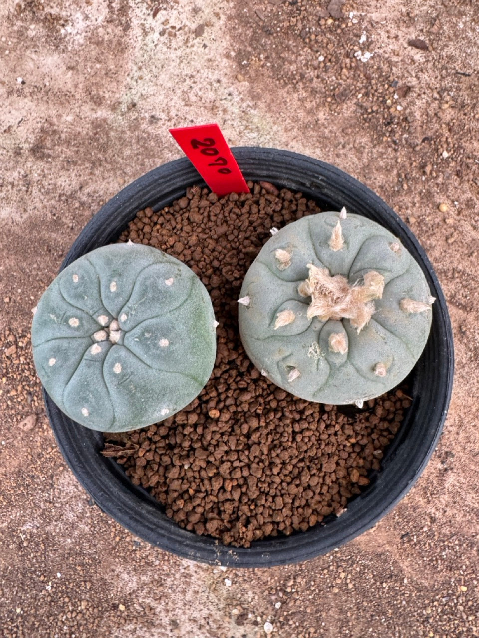 Lophophora williamsii – Peyote Cactus (4-5 cm, Own Root)