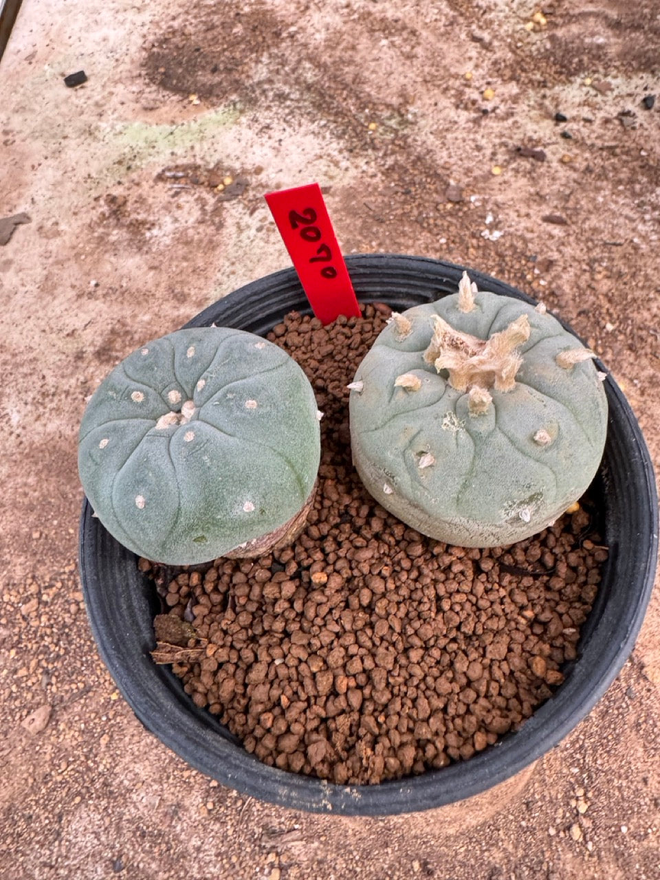 Lophophora williamsii – Peyote Cactus (4-5 cm, Own Root)