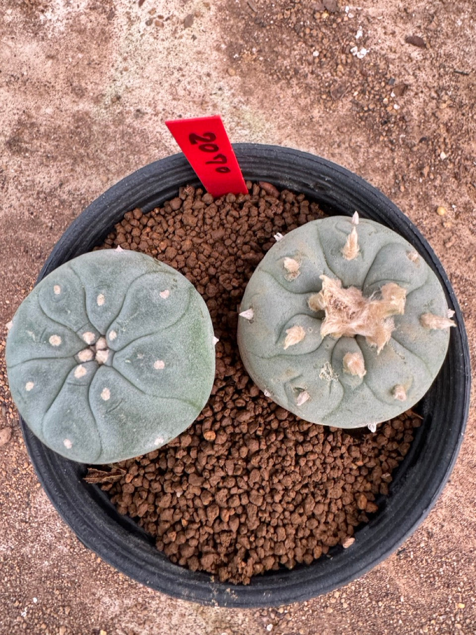 Lophophora williamsii – Peyote Cactus (4-5 cm, Own Root)
