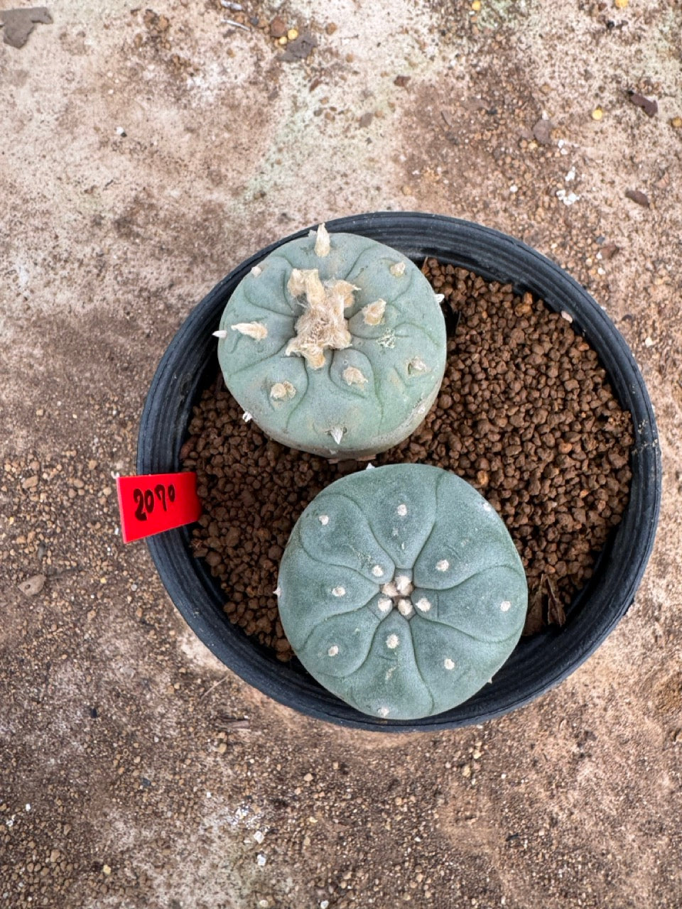 Lophophora williamsii – Peyote Cactus (4-5 cm, Own Root)