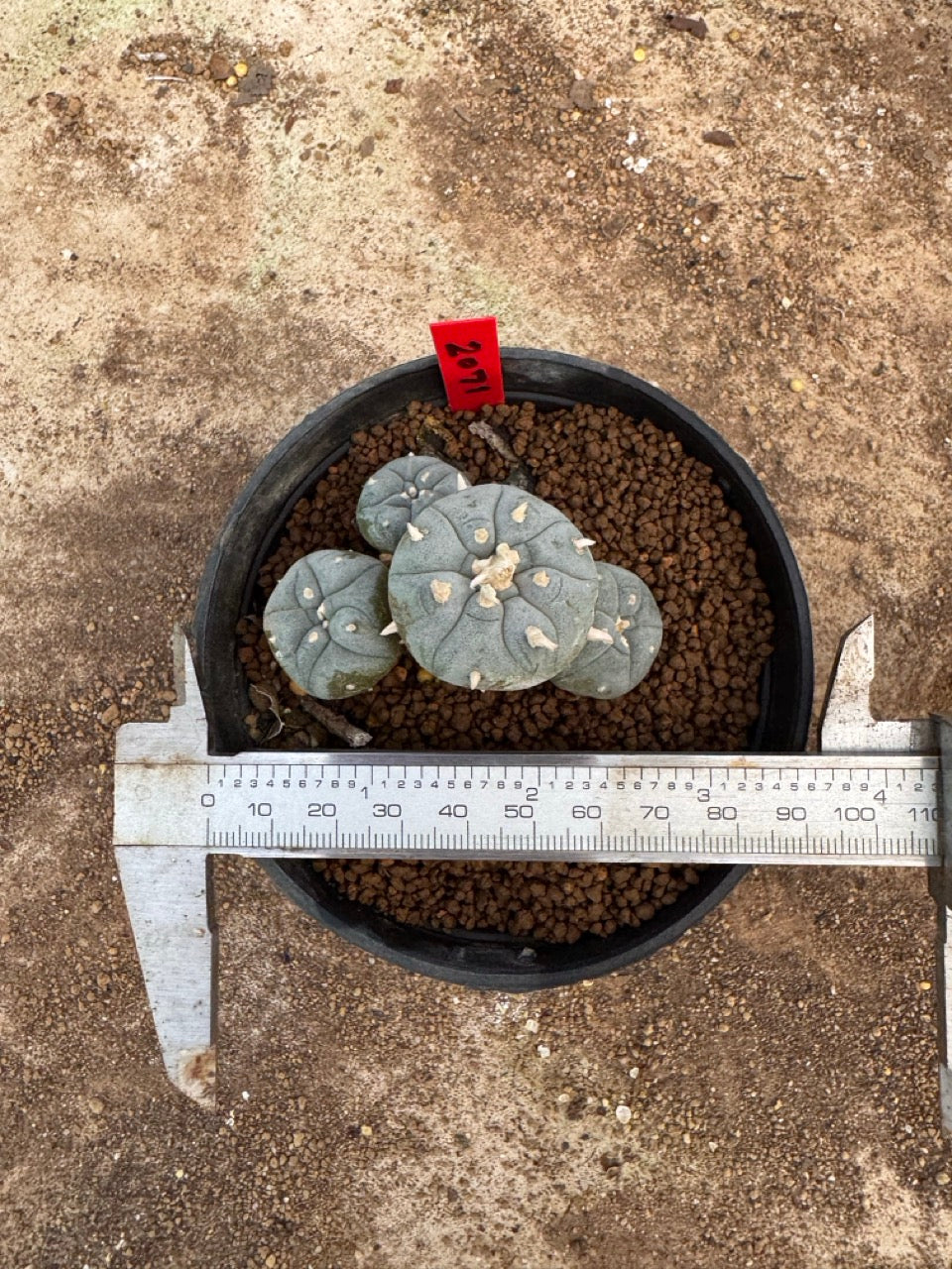 Lophophora williamsii – Peyote Cactus (4-5 cm, Own Root)