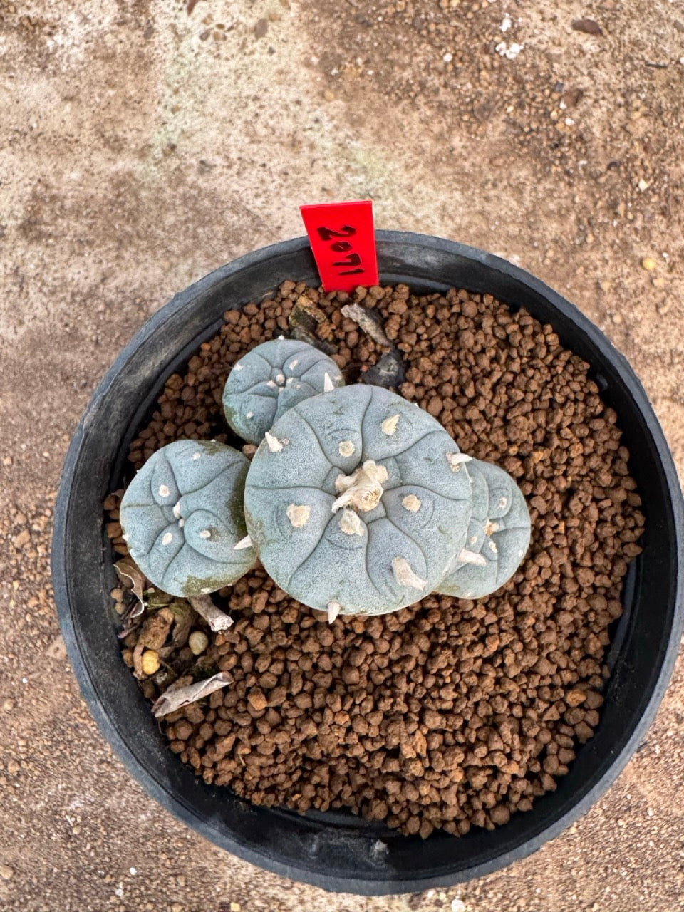 Lophophora williamsii – Peyote Cactus (4-5 cm, Own Root)