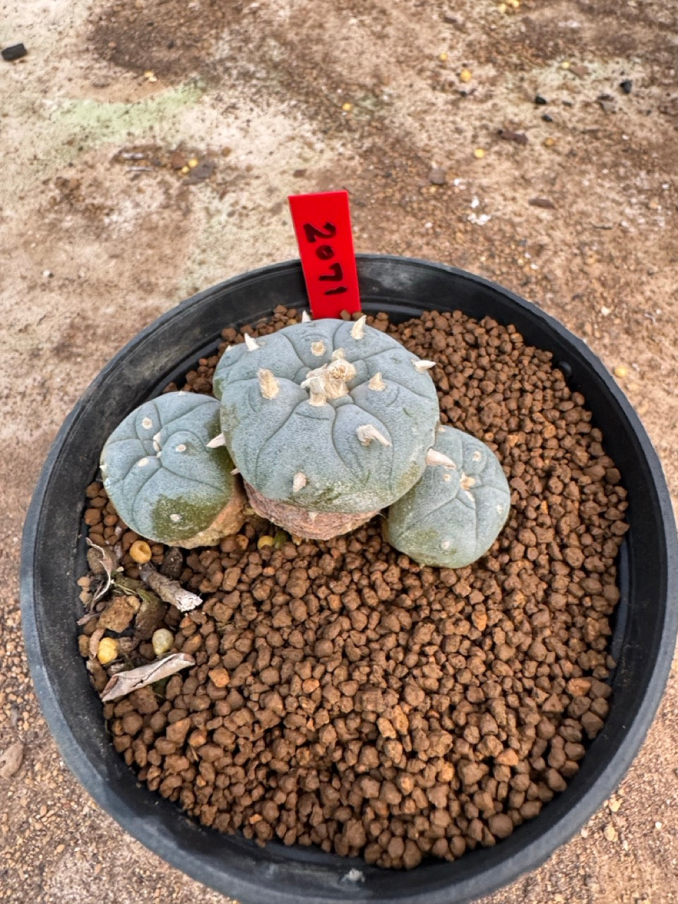 Lophophora williamsii – Peyote Cactus (4-5 cm, Own Root)