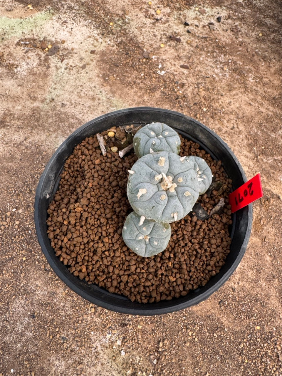Lophophora williamsii – Peyote Cactus (4-5 cm, Own Root)