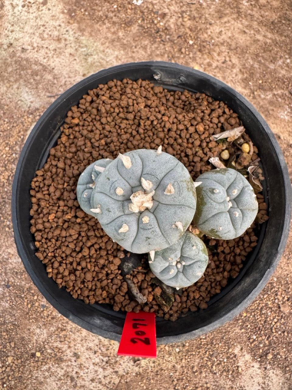 Lophophora williamsii – Peyote Cactus (4-5 cm, Own Root)