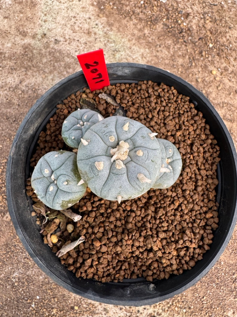 Lophophora williamsii – Peyote Cactus (4-5 cm, Own Root)