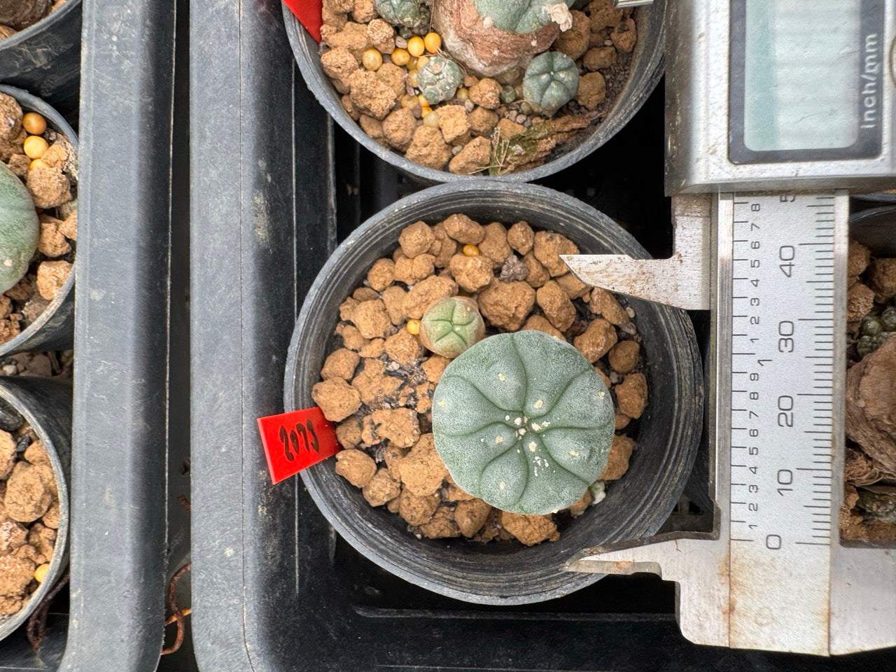 Lophophora williamsii – Peyote Cactus (3-4 cm, Own Root)
