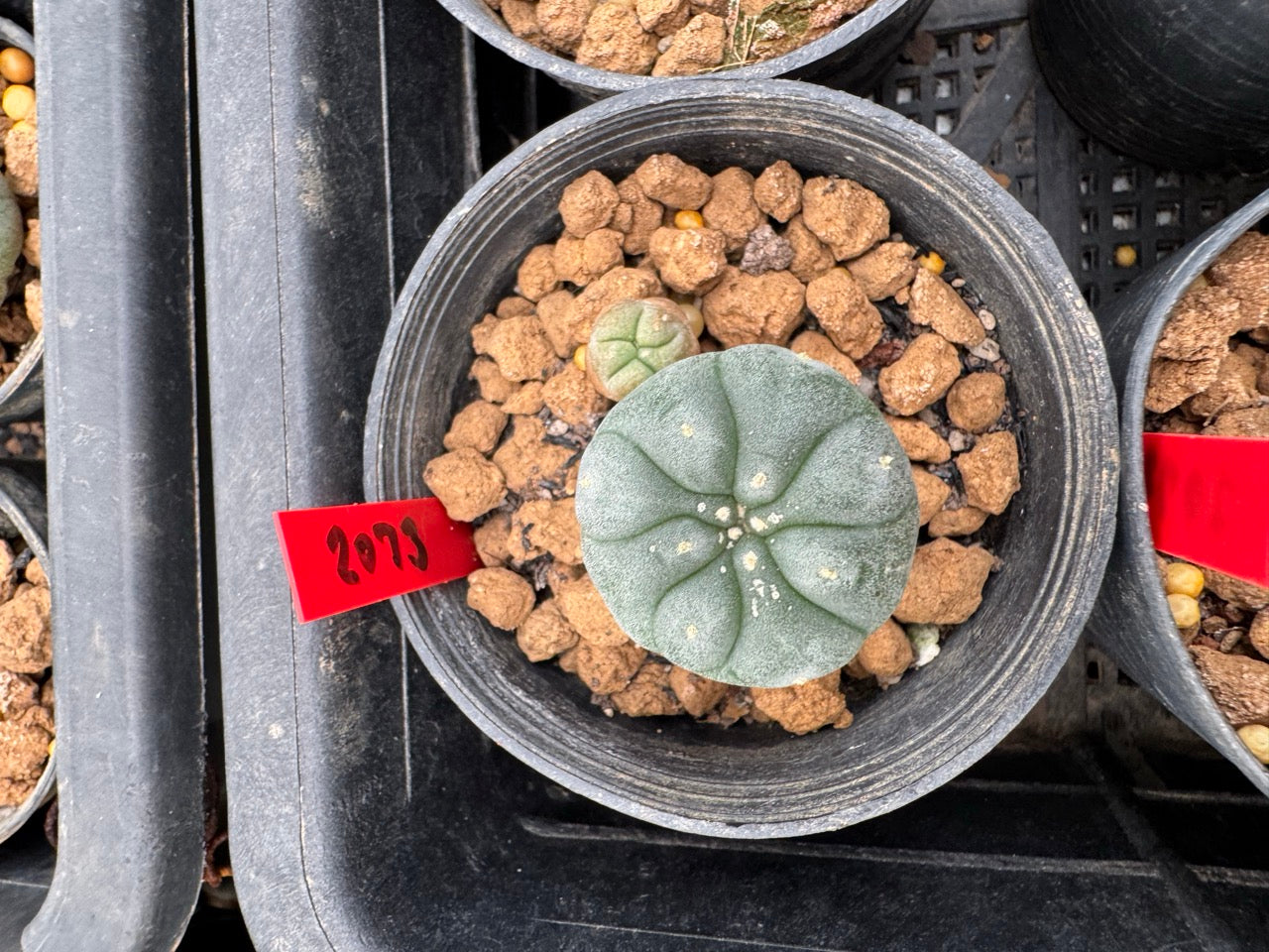 Lophophora williamsii – Peyote Cactus (3-4 cm, Own Root)