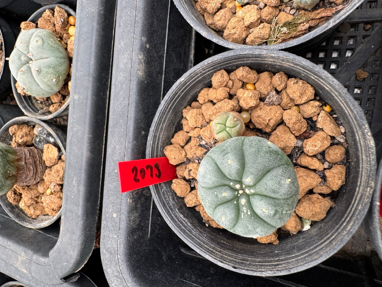 Lophophora williamsii – Peyote Cactus (3-4 cm, Own Root)