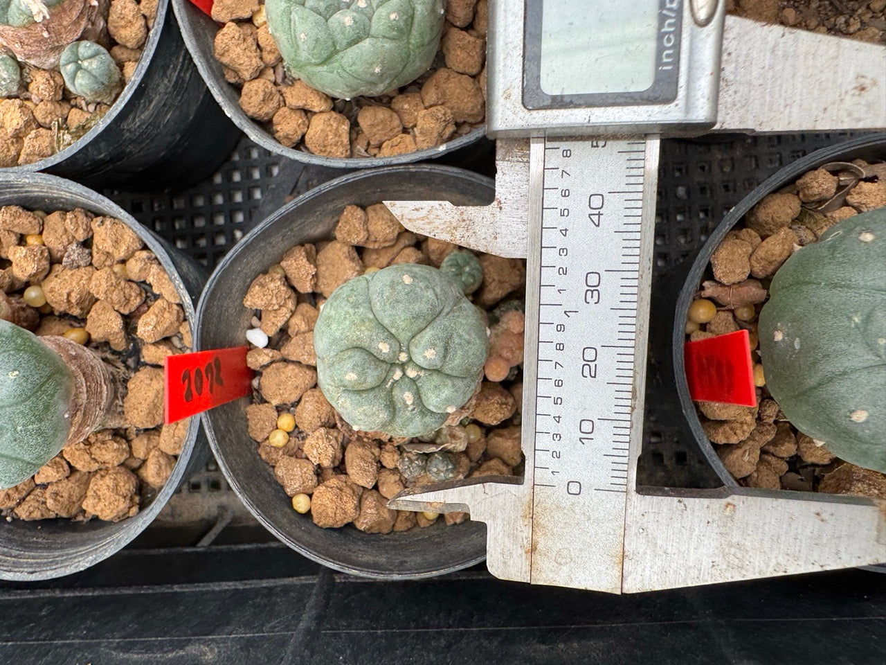 Lophophora williamsii – Peyote Cactus (3-4 cm, Own Root)