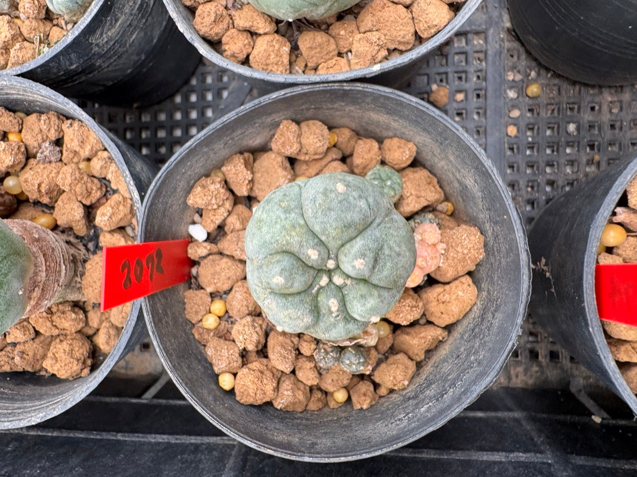 Lophophora williamsii – Peyote Cactus (3-4 cm, Own Root)