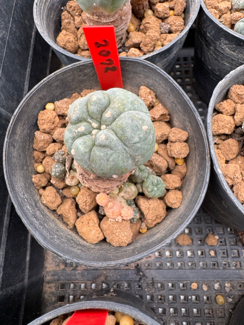 Lophophora williamsii – Peyote Cactus (3-4 cm, Own Root)