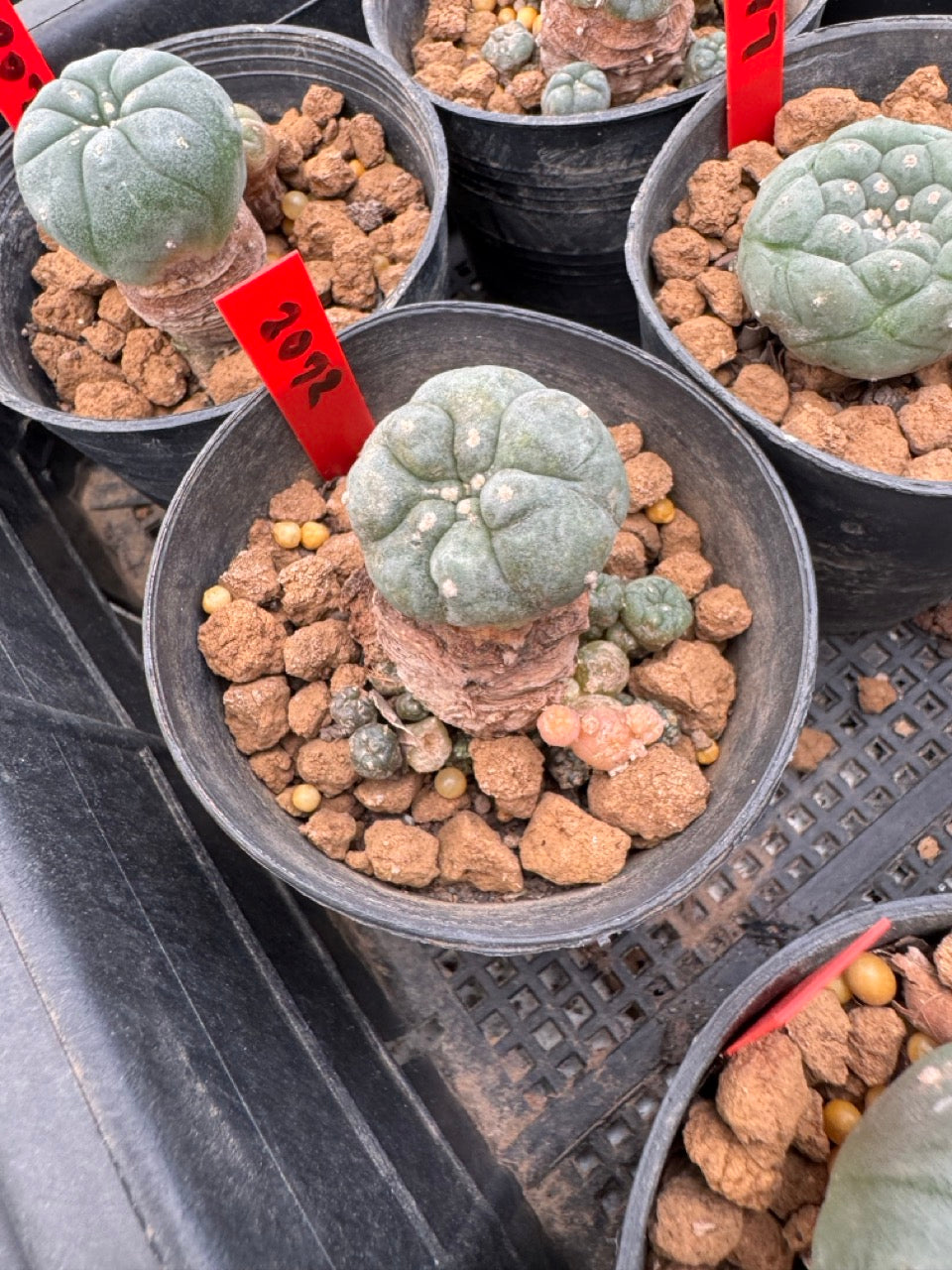 Lophophora williamsii – Peyote Cactus (3-4 cm, Own Root)