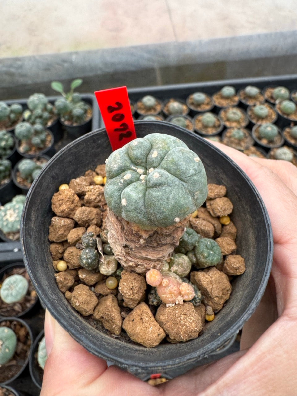 Lophophora williamsii – Peyote Cactus (3-4 cm, Own Root)