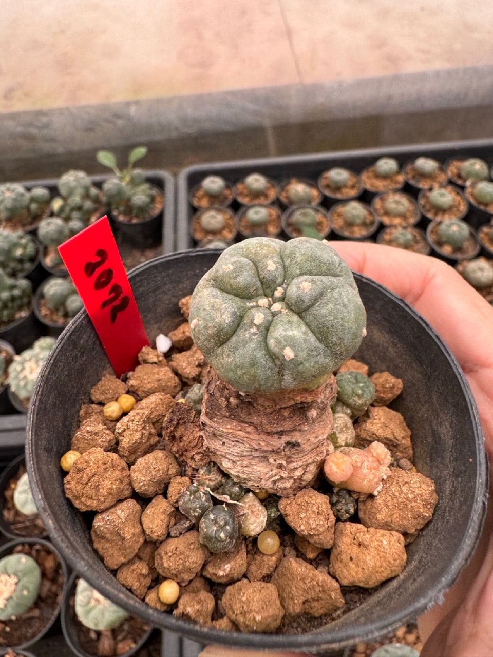 Lophophora williamsii – Peyote Cactus (3-4 cm, Own Root)