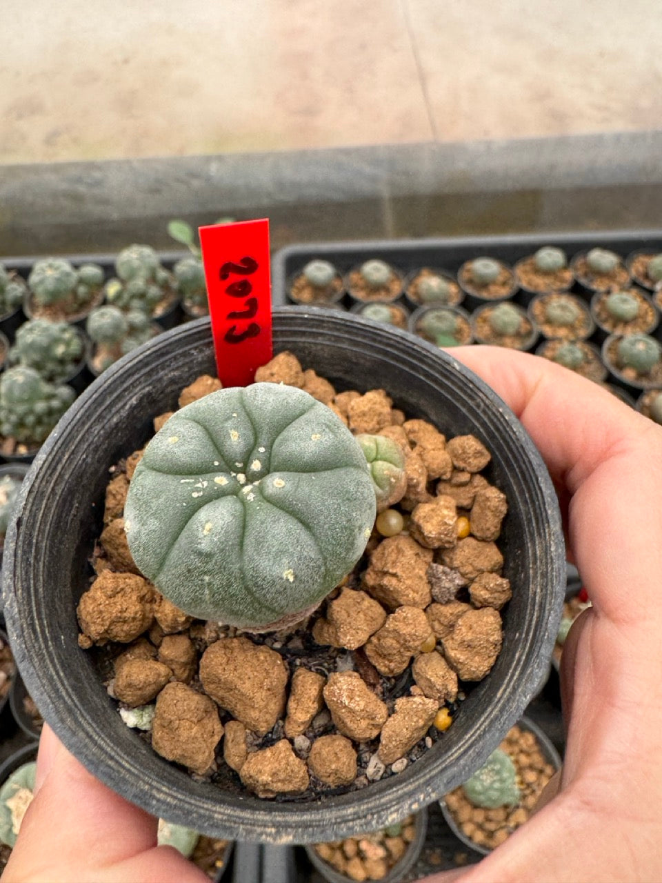 Lophophora williamsii – Peyote Cactus (3-4 cm, Own Root)