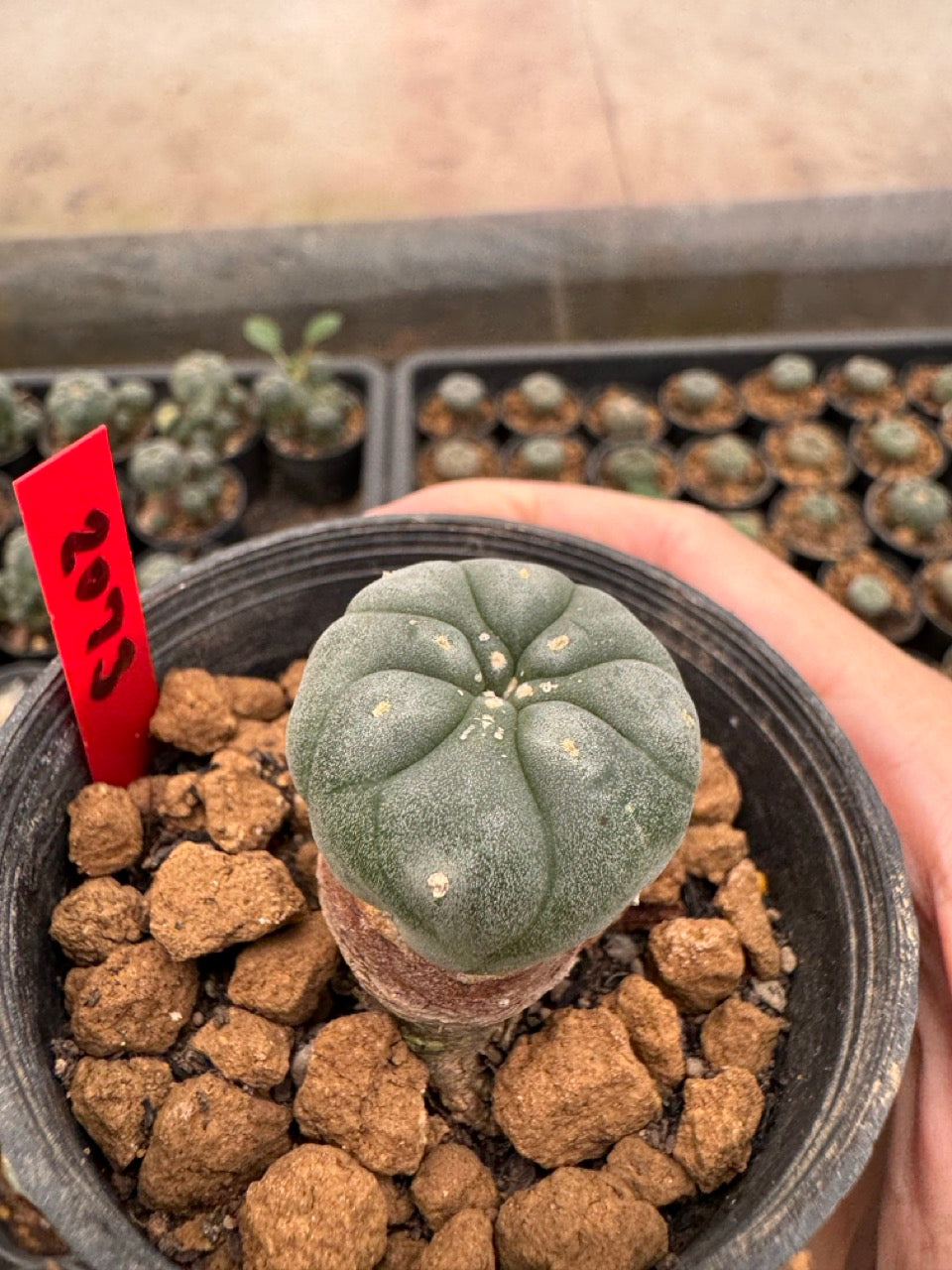 Lophophora williamsii – Peyote Cactus (3-4 cm, Own Root)