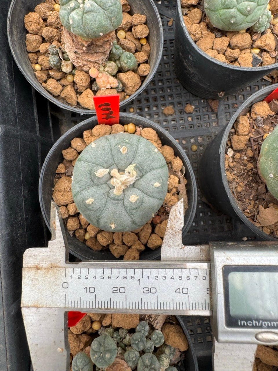 Lophophora williamsii – Peyote Cactus (3-4 cm, Own Root)