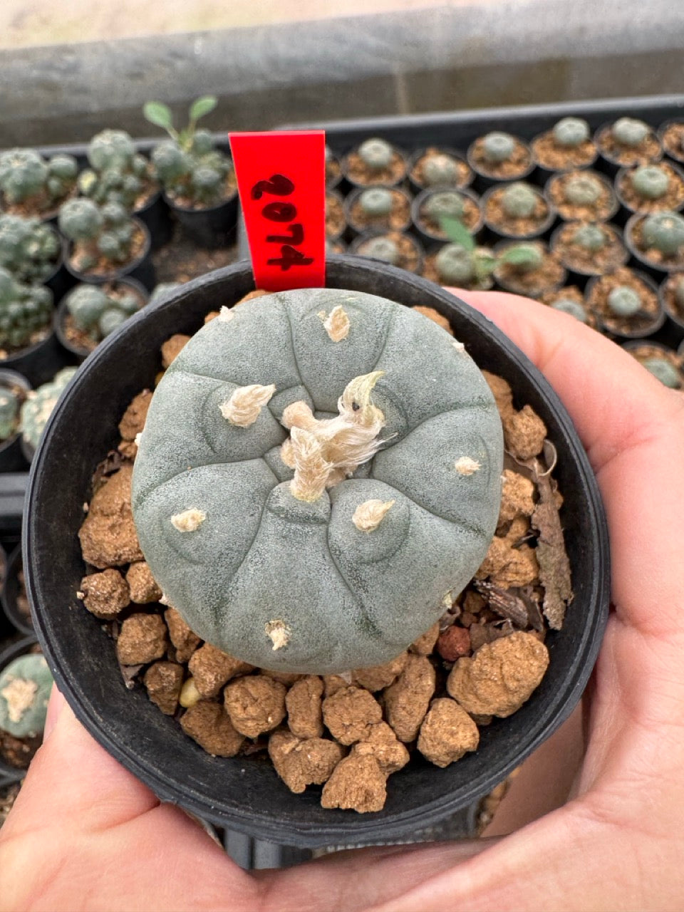 Lophophora williamsii – Peyote Cactus (3-4 cm, Own Root)