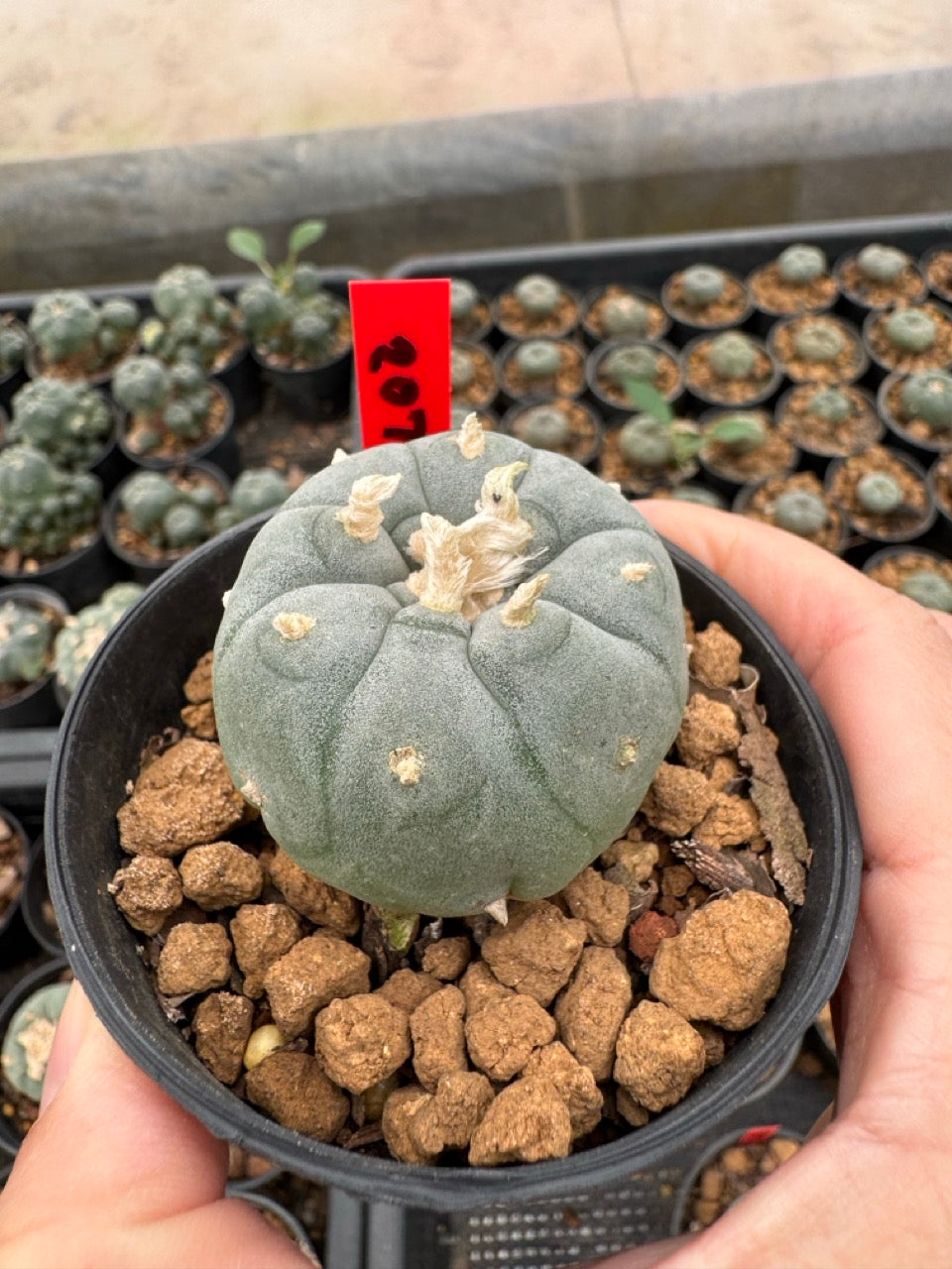 Lophophora williamsii – Peyote Cactus (3-4 cm, Own Root)