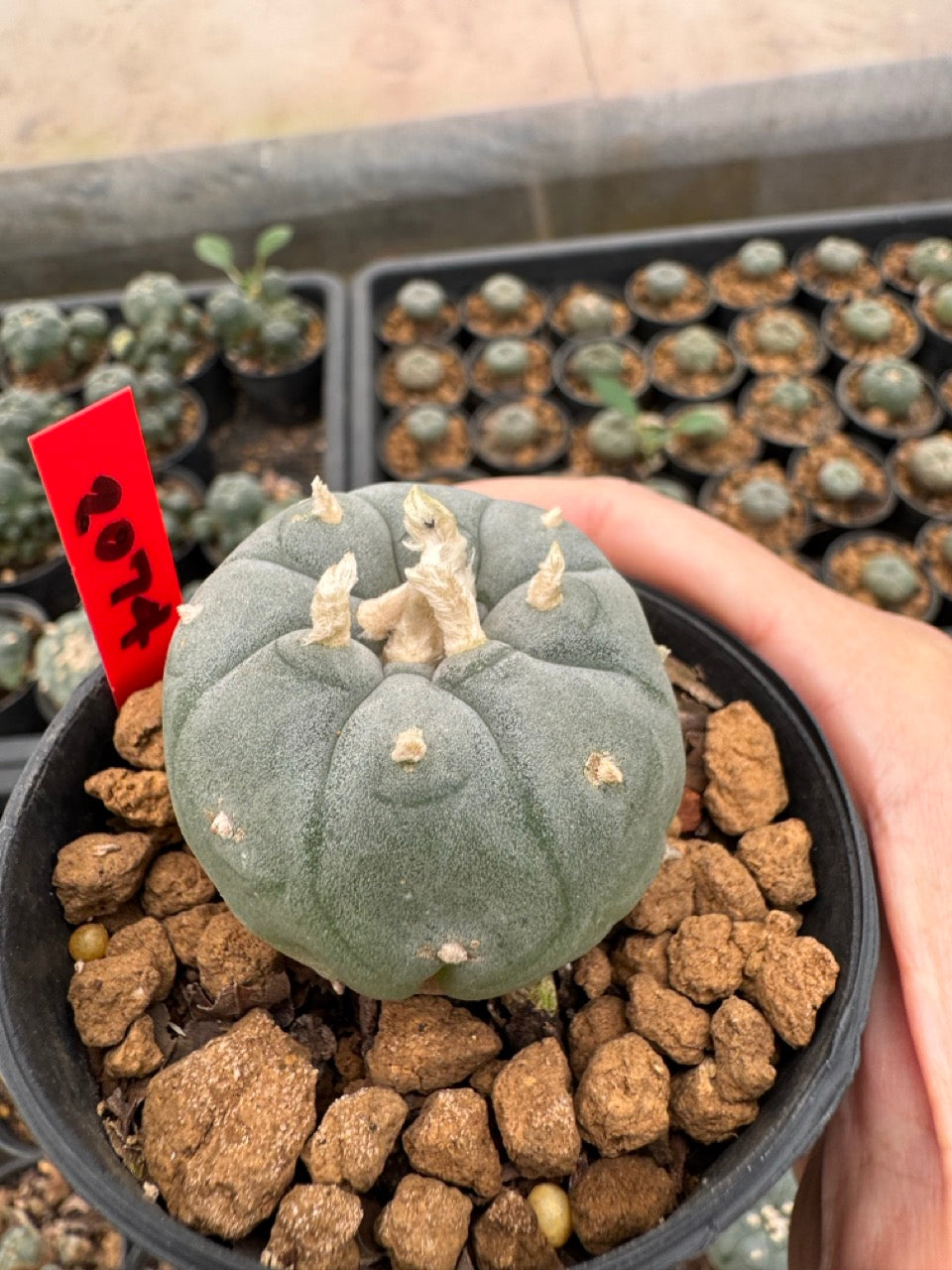 Lophophora williamsii – Peyote Cactus (3-4 cm, Own Root)