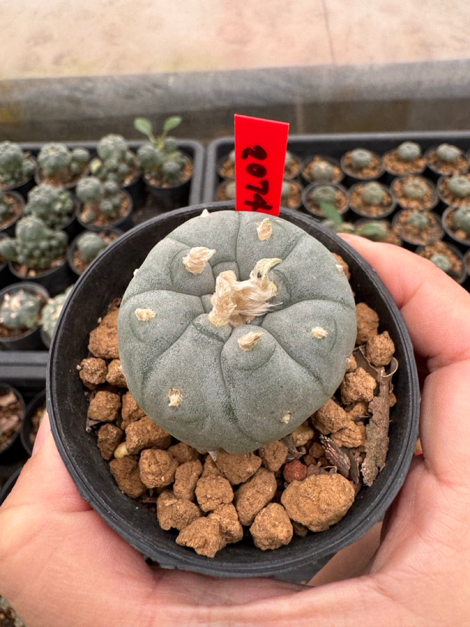 Lophophora williamsii – Peyote Cactus (3-4 cm, Own Root)