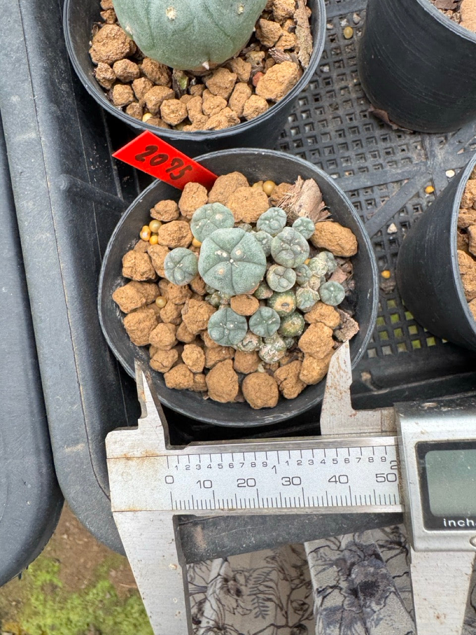 Lophophora williamsii – Peyote Cactus (3-4 cm, Own Root)