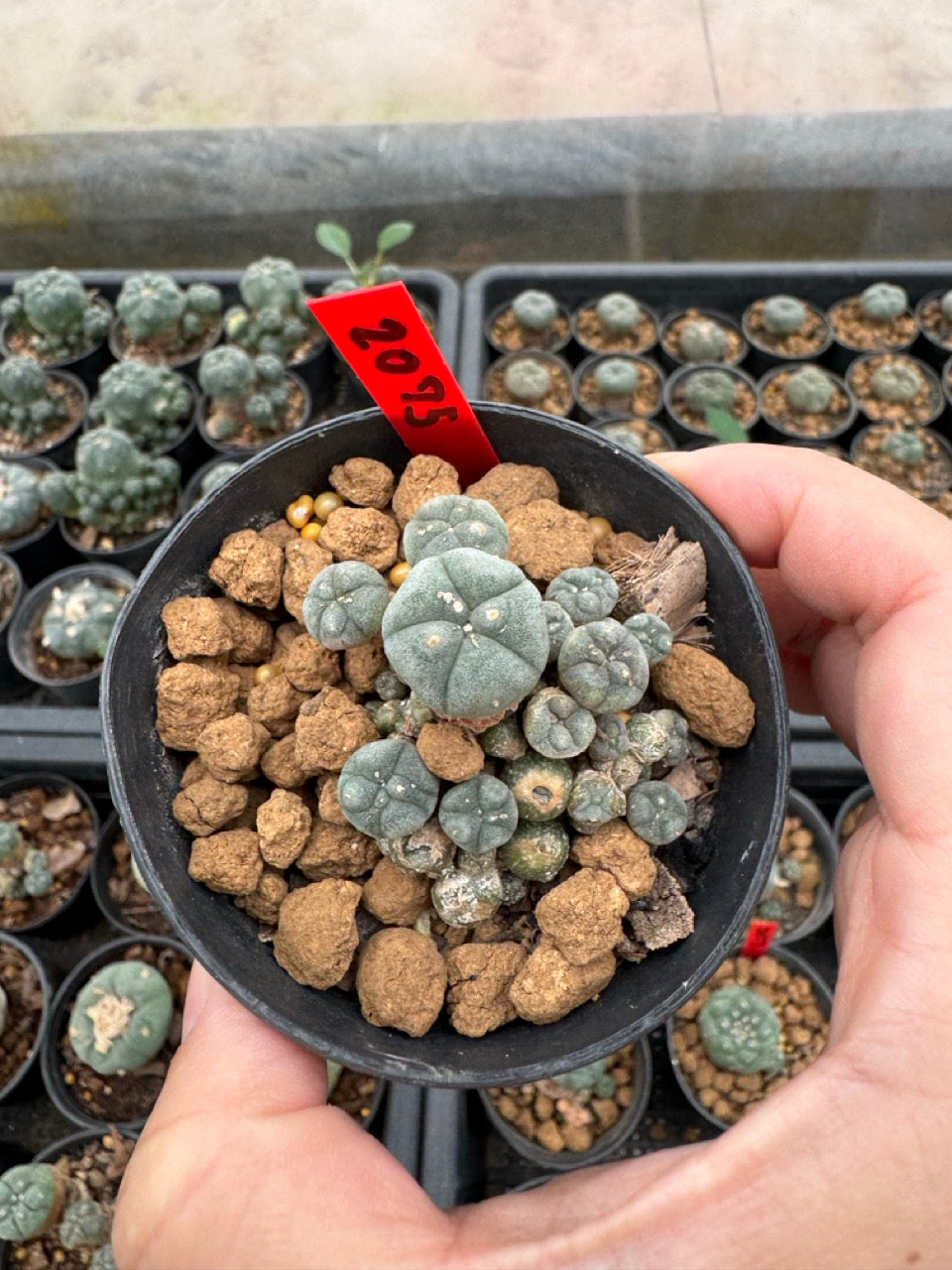 Lophophora williamsii – Peyote Cactus (3-4 cm, Own Root)