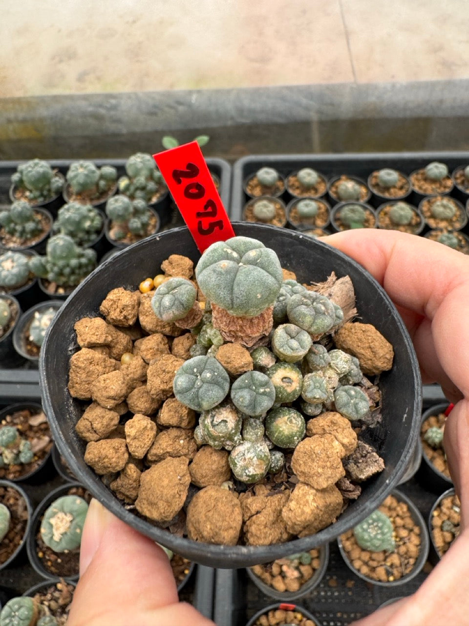 Lophophora williamsii – Peyote Cactus (3-4 cm, Own Root)