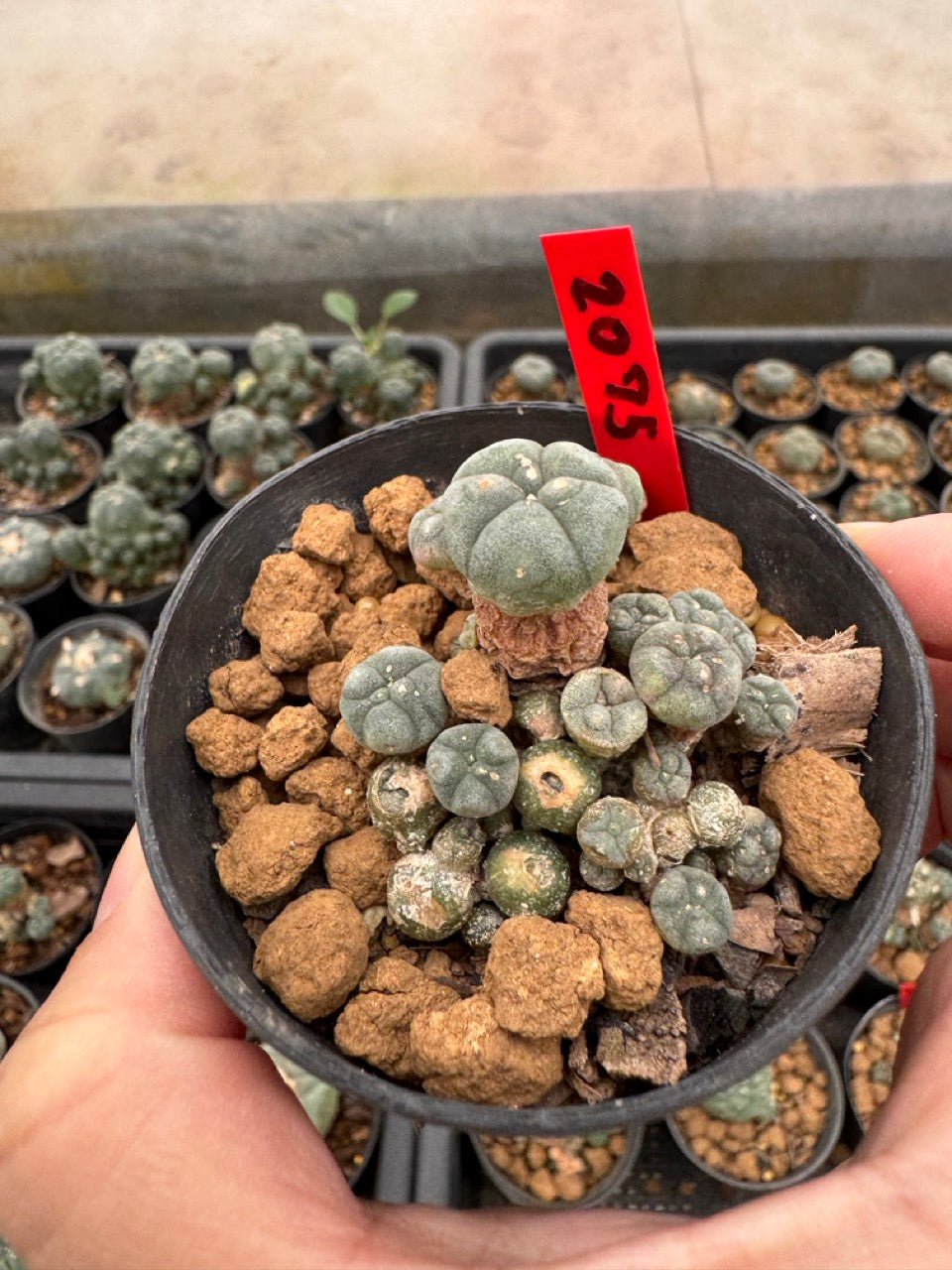 Lophophora williamsii – Peyote Cactus (3-4 cm, Own Root)