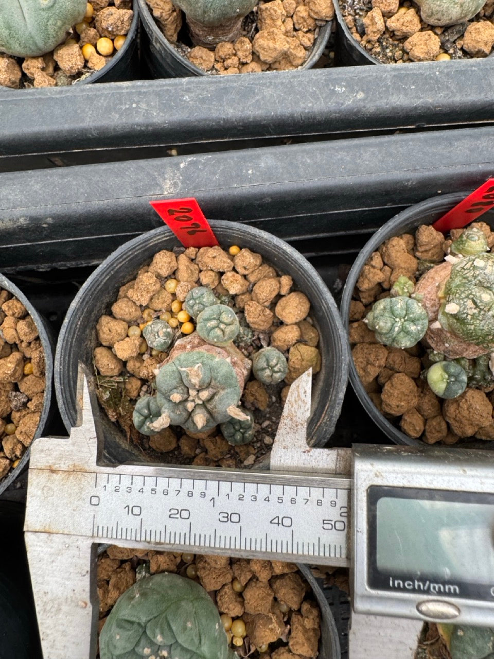 Lophophora williamsii – Peyote Cactus (3-4 cm, Own Root)