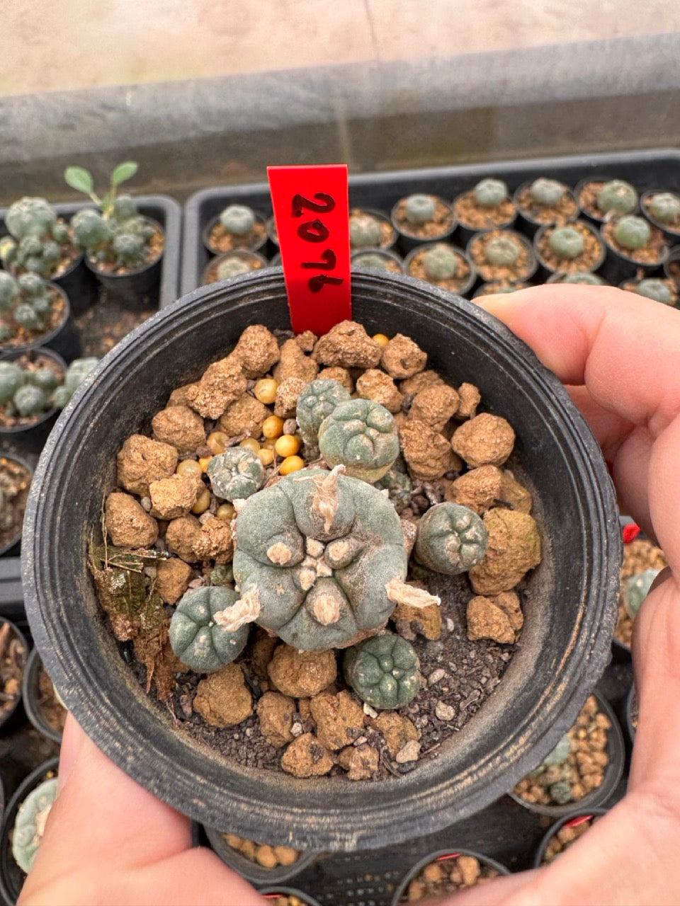 Lophophora williamsii – Peyote Cactus (3-4 cm, Own Root)
