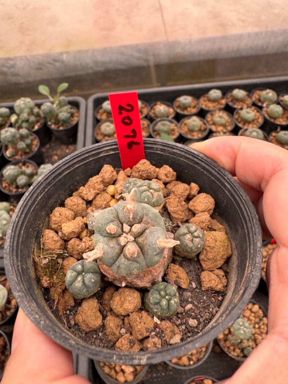 Lophophora williamsii – Peyote Cactus (3-4 cm, Own Root)
