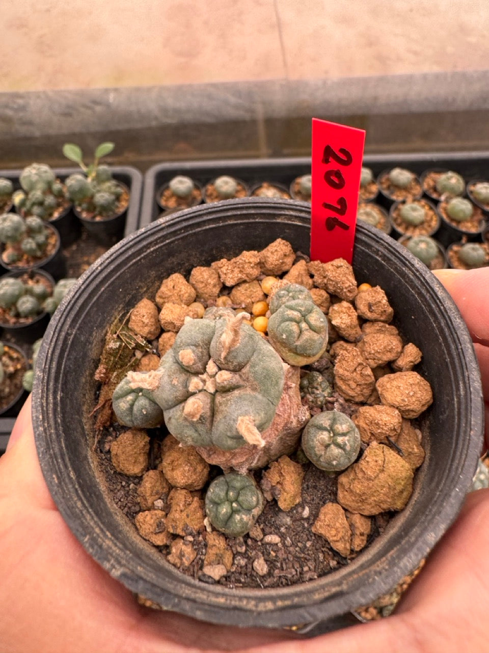 Lophophora williamsii – Peyote Cactus (3-4 cm, Own Root)
