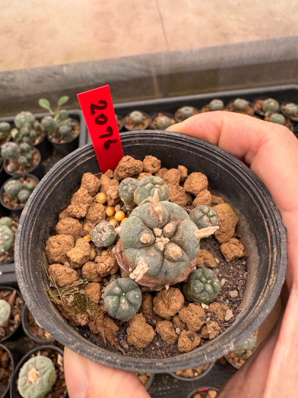 Lophophora williamsii – Peyote Cactus (3-4 cm, Own Root)